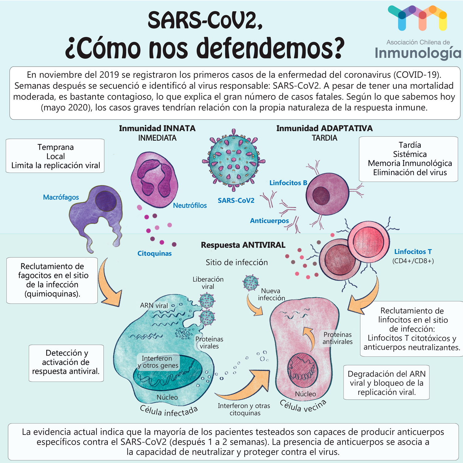 SARS-CoV-2, ¿Cómo nos defendemos? graphic